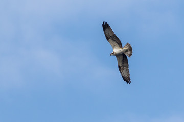 Osprey (Pandion haliaetus) soaring against a blue sky