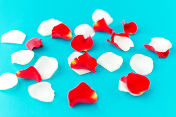 Rose petals on a blue background. Background concept, texture, greeting card.