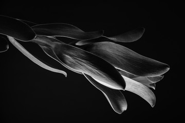 Obraz na płótnie Canvas Plant in black and white