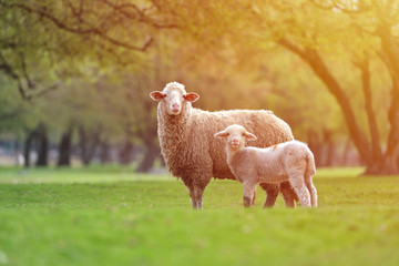 Naklejka na ściany i meble Curious little lamb standing and watching near sheep. Sunrise warm light on beautiful meadow