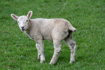 Naklejka na ściany i meble Baby lambs in field