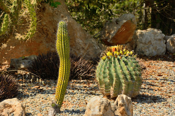 cacti of different shapes close-up