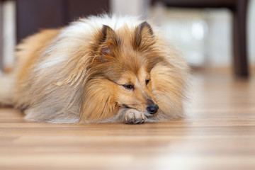 shetland sheepdog lies on a woody ground