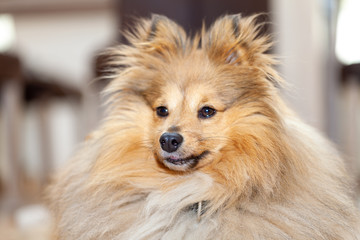 shetland sheepdog lies on a woody ground
