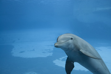 Delfino che gioca - Dolphin playing -  イルカ遊び © Photo&Lightroom  LF