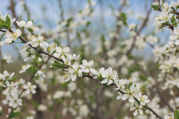Blossoming tree in spring close-up	