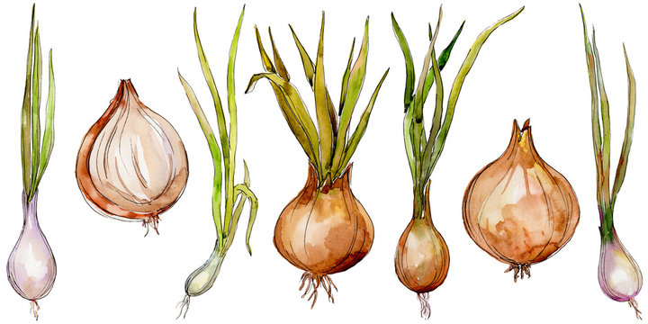 Onion wild vegetables in a watercolor style isolated. Full name of the vegetables: onion. Aquarelle wild vegetables for background, texture, wrapper pattern or menu.