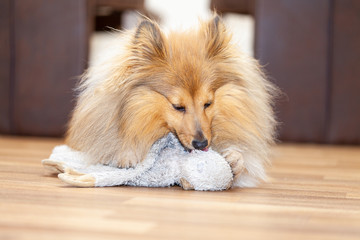 portrait of a shetland sheepdog with a toy