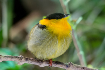 yellow, green and black perching bird