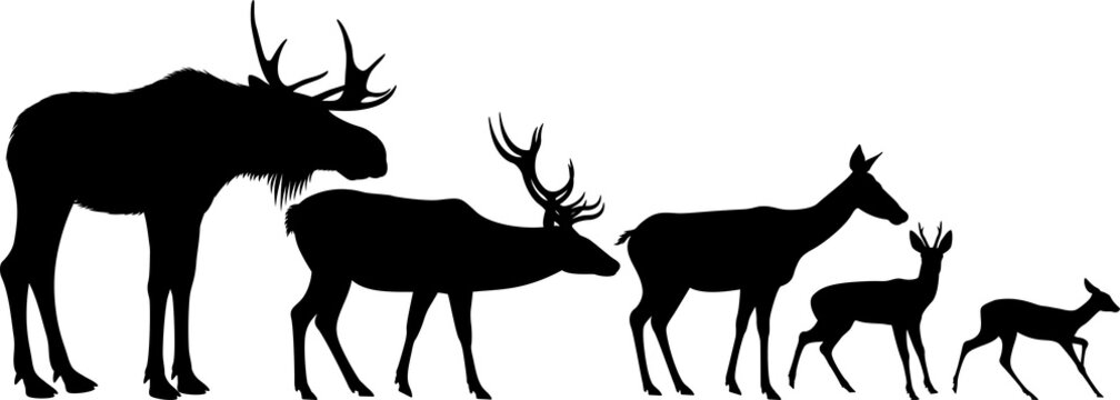 Whitetail Buck Silhouette Images – Browse 35 Stock Photos, Vectors, and ...