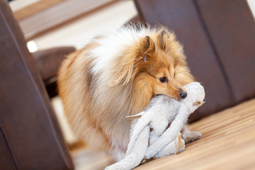 portrait of a shetland sheepdog with a toy
