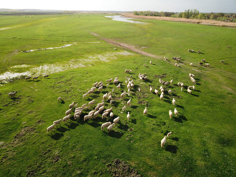 Aerial view of sheep flock on spring meadow