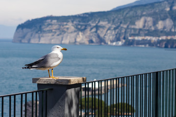 Sea gulls sitting on a fence in southern Italy, Sorrento, Amalfi coast