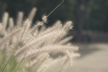macro semilla