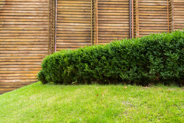 green shorn plants for the decoration of flower beds and lawns in the landscape of the city