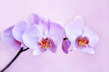Fototapeta na wymiar Pink orchid. Branch of the blooming decorative flower