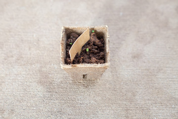 Young green shoots of sprouts in peat containers.Textured cement background.Concept Symbol of new life,education