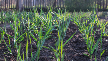 Growing Young green garlic plant in garden, agricultural spring background.