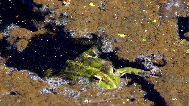 A huge toad sitting in the swamp basks in the sun