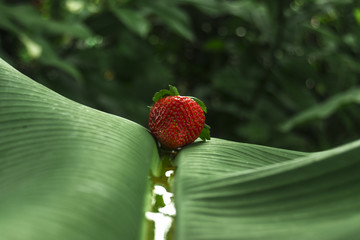 Sensual strawberry