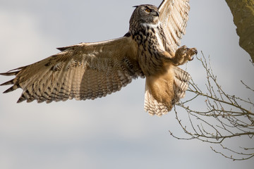 Naklejka premium Eurasian eagle-owl. European eagle owl bird of prey (Bubo) hunting