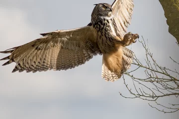 Cercles muraux Hibou Eurasian eagle-owl. European eagle owl bird of prey (Bubo) hunting