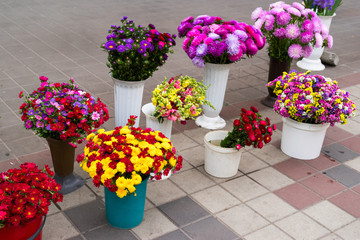 Fototapeta na wymiar cut flowers and buckets on the street for sale