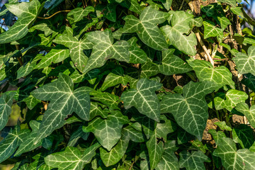 Pattern with green leafs