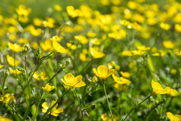 Yellow Buttercup flowers in the field. Ranunculus repens
