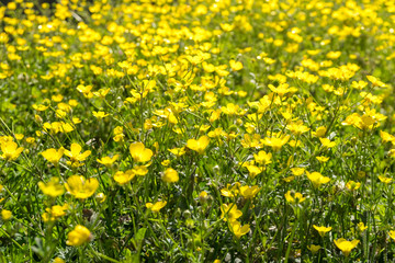 Yellow Buttercup flowers in the field. Ranunculus repens