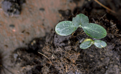 Birth of plants from a fertilizer