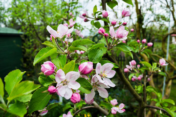Obraz na płótnie Canvas Apple tree bloom in the garden.