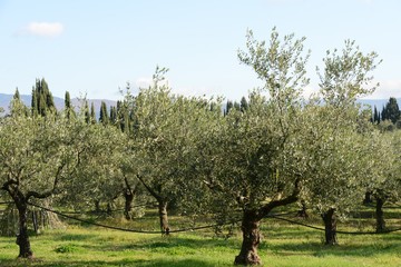 イタリアのオリーヴ収穫風景