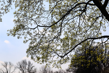 big tree branches in park covering sky on sunny day