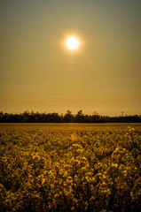 Obraz premium Field in front of the sun