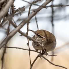 Bewick's wren on branch at Rio Grande Nature Center, Albuquerque, New Mexico