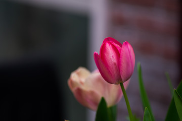 Fototapeta premium Dutch Pink Purple Yellow Tulips In Water With Green Leaves