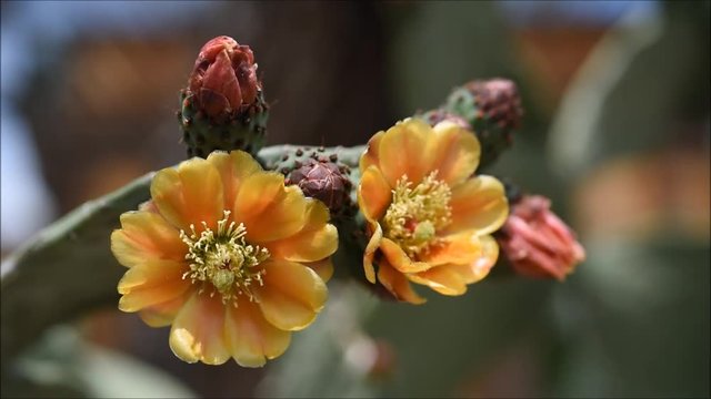 Flowers of opuntia cactus
