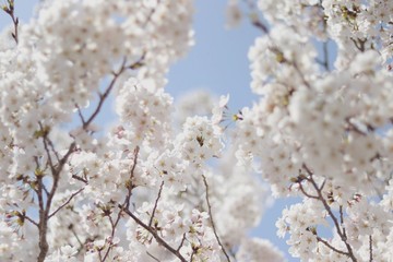 cherry blossoms