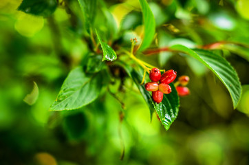 red berries