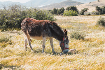 cute donkey eating in the field