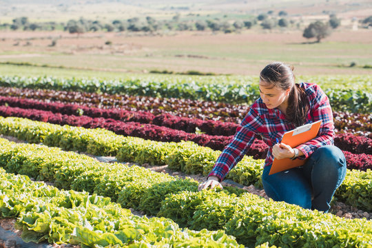 young technical woman working in a field of lettuces with a folder