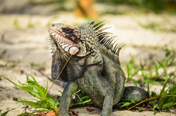 Iguana