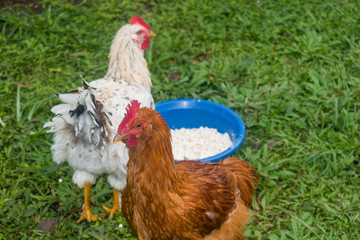 hen and chicks happy