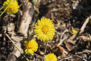 Blossoming coltsfoot. Bright yellow spring flowers of coltsfoot (Tussilago farfara)