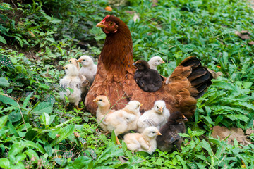 hen and chicks happy