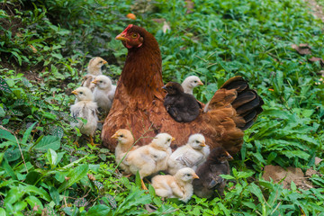 hen and chicks happy