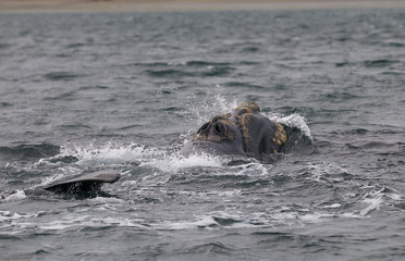 Obraz premium Whale Jump, Patagonia