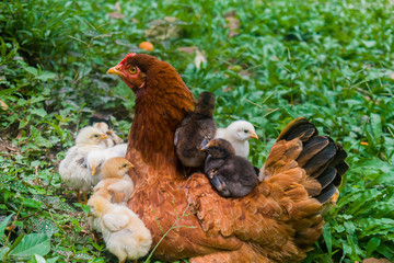 hen and chicks happy