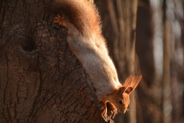Obraz premium flora fauna animals birds duck squirrel redhead tail fluffy tree Bush Park Creek pathway grass leaves fresh air pond alley spring autumn nature forest water